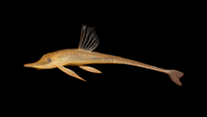 Sturisoma nigrirostrum