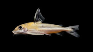 Tenellus trimaculatus
