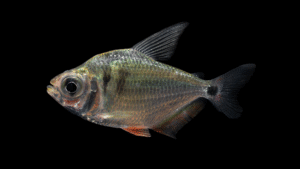 Tetragonopterus argenteus