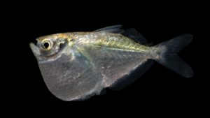 Thoracocharax stellatus