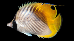 Threadfin Butterfly - Chaetodon auriga
