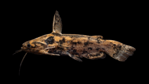 Trachelyopterus galeatus