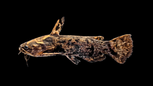 Trachelyopterus galeatus