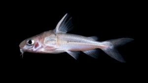 Trachydoras steindachneri