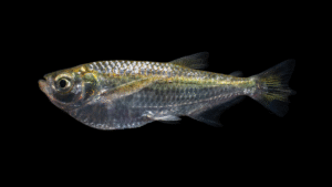 Triportheus angulatus