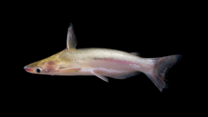 Tympanopleura brevis