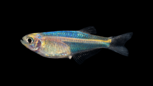 Tyttocharax cochui