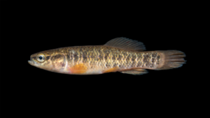 Central Mudminnow - Umbra limi