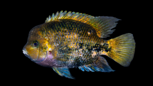 Redhead Cichlid - Vieja melanura