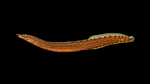 Zig-zag Eel - Mastacembelus armatus