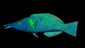 Bird Wrasse - Gomphosus varius