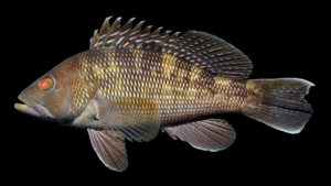 Black Sea Bass - Centropristis striata