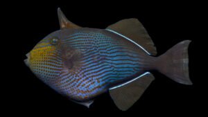 Black Triggerfish - Melichthys niger