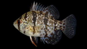 Blackbanded Sunfish- Enneacanthus chaetodon