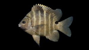 Blackspot Sergeant - Abudefduf sordidus