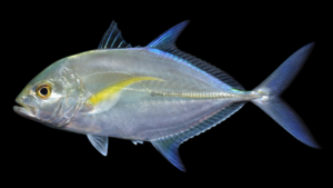 Bluefin Trevally - Caranx melampygus