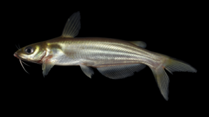 Channel Catfish (juvenile) - Ictalurus punctatus