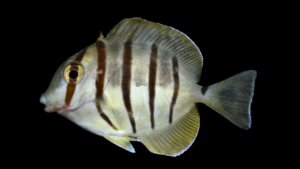 Convict Tang - Acanthurus triostegus