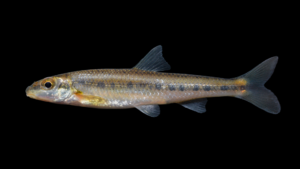 Ozark Chub - Erimystax harryi