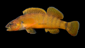Tippecanoe Darter - Nothonotus tippecanoe