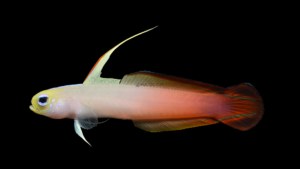 Fire Goby - Nemateleotris magnifica