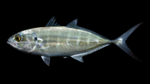Green Jack - Caranx caballus