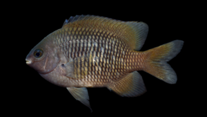 Hawaiian Gregory - Stegastes marginatus