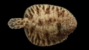 Hogchocker - Trinectes maculatus