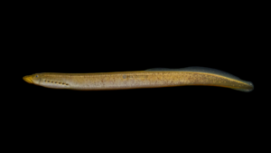 Southern Brook Lamprey - Ichthyomyzon gagei