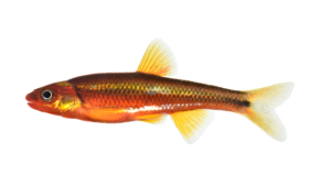 Saffron Shiner - Hydrophlox rubricroceus