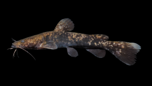 Flathead Catfish - Pylodictus olivaris