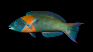Saddle Wrasse - Thalassoma duperrey