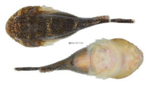 Skilletfish - Gobiesox strumosus