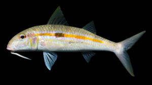 Yellowstripe Goatfish - Mulloidichthys flavolineatus