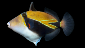 Humuhumunukunukuāpuaʻa (Wedgetail Triggerfish) - Rhinecanthus rectangulus