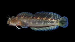 Zebra Blenny - Istiblennius zebra