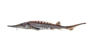 Atlantic Sturgeon - Acipenser oxyrinchus
