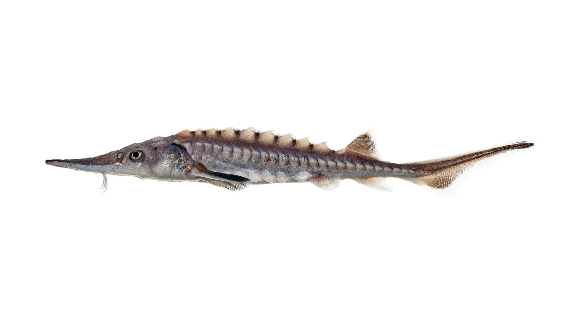 Atlantic Sturgeon - Acipenser oxyrinchus