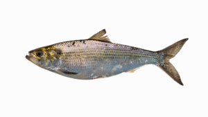 Hickory Shad - Alosa mediocris