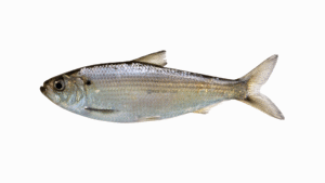 Alewife - Alosa pseudoharengus