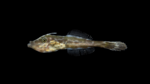 Orange Filefish - Aluterus schoepfii