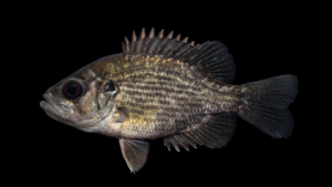 Roanoke Bass - Ambloplites cavifrons