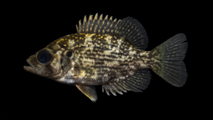 Roanoke Bass - Ambloplites cavifrons