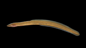 American Eel - Anguila rostrata