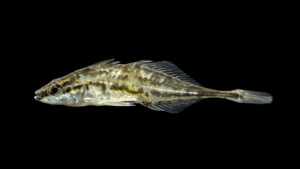 Fourspine Stickleback - Apeltes quadracus