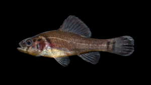 Blackstripe Pirate Perch - Aphredoderus ornatus