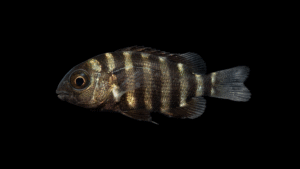 Sheepshead - Archosargus probatocephalus