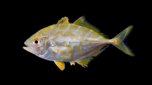 Yellow Jack - Caranx bartholomaei