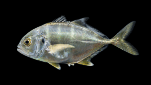 Jack Crevalle - Caranx hippos
