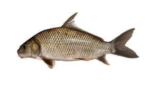 Quillback - Carpiodes cyprinus
